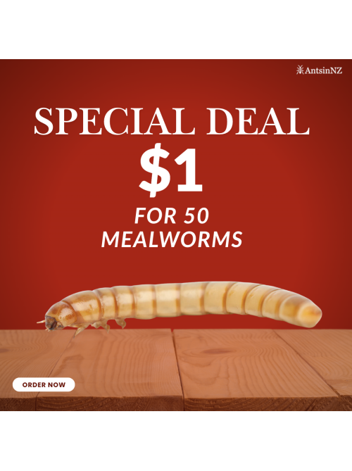 == weekly special == mealworm x 50